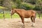 Horse grazes in the fence