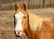 Horse grazes in a field.