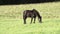 The horse grazes in the field and eats the juicy green grass in summer
