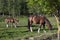 A horse grazes in a meadow.