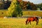 A horse grazes in a meadow in autumn