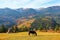 A horse grazes on the meadow among the high mountains.