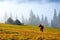 A horse grazes on the meadow among the high mountains.