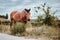 A horse grazes in a meadow near a water utility, tied with a chain.