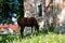 The horse grazes near the castle