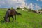 Horse grazes near church in Old Orhei, Moldova