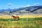 Horse Grazes in Paradise Valley