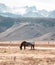 A horse grazes in a pasture in the foothills