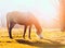 Horse grazes on pasture at sunset