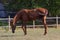 Horse grazes in a sunlit field