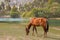 Horse grazing