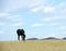 Horse grazing in autumn field.