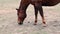 Horse grazing on barren field