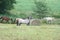 Horse grazing in countryside