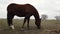 Horse grazing in field