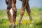 Horse grazing in field