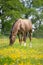 Horse grazing in field