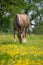 Horse grazing in field