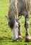 Horse grazing in field