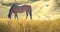 Horse grazing in field