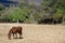 Horse grazing in field