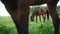 Horse Grazing In The Field - Dark Bay Horse Legs Closeup View - Horses Eating