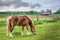 Horse grazing in a field on a Maryland farm in Spring