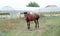 Horse on grazing field in village