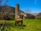 Horse grazing at the foot of the Romanesque church of TaÃ¼ll,