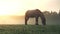 Horse grazing fresh green grass, misty morning over wild pastures, 4k video
