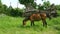 Horse Grazing Grass On Meadow In Front Of Half-Destroyed House