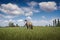 Horse grazing on a green field