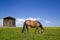 Horse grazing on the green field with a barn