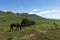 Horse grazing on green grass on the foothills of the mountain