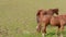 Horse grazing green grass in paddock at pastures, spring day