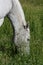 Horse grazing on green pasture