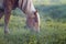 Horse grazing in green pasture