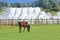 Horse Grazing With Hay Bales