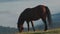 Horse grazing in a high mountain meadow