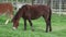 Horse Grazing, Horses, Farm Animals