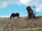 Horse Grazing Landscape with a Tree Stump.