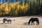 Horse grazing on the lawn in the Altai Mountains.