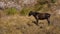 Horse grazing after a long transition with a large load in the Caucasus mountains