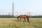 A horse grazing at Maidan area open playground Brigade Parade ground  in Summer Sunset time. Kolkata, west Bengal India South