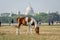 A horse grazing at Maidan, the largest open playground in Kolkata Calcutta, West Bengal, India