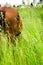 A horse grazing in a meadow.