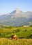 Horse grazing in meadows of Lazkaomendi with the Sierra de Aralar and Mount Txindoki in the background