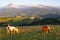 Horse grazing in meadows of Lazkaomendi with the Sierra de Aralar and Mount Txindoki in the background