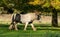 Horse grazing on Minchinhampton Common; The Cotswolds; Gloucestershire