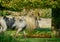 Horse grazing on Minchinhampton Common; The Cotswolds; Gloucestershire